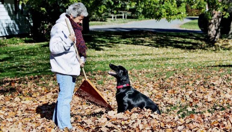 A woman raking leaves in the yard stops to look down at her black dog