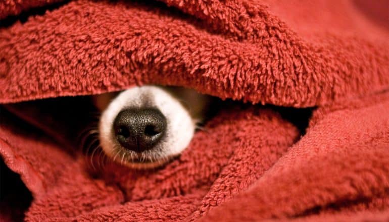 A dog under a red towel pokes its snout out of an opening