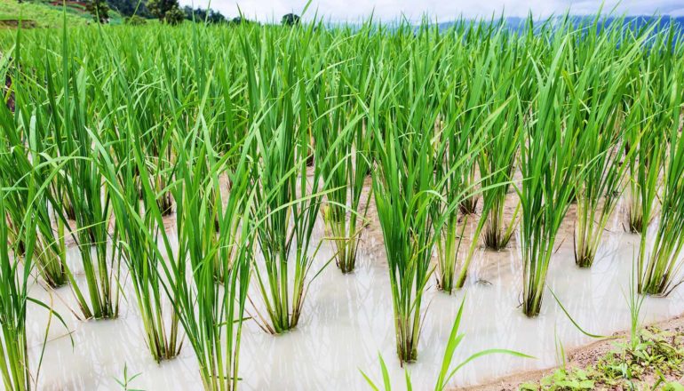 A rice field with a huge number of rice plants sitting in shallow water