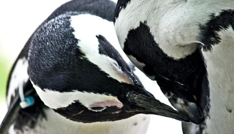 Two male penguins nuzzle each other
