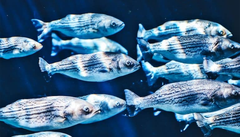 A group of pale white-looking fish swim in dark blue waters, with light from above shining on them