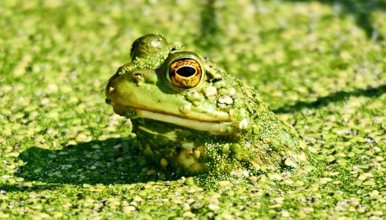 A green frog pokes its head above algae-covered water