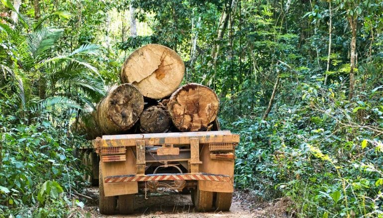 A truck carries away large tree trunks, cut down and placed on the bed of the truck