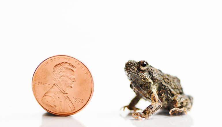 frog next to penny for scale. They are the same height