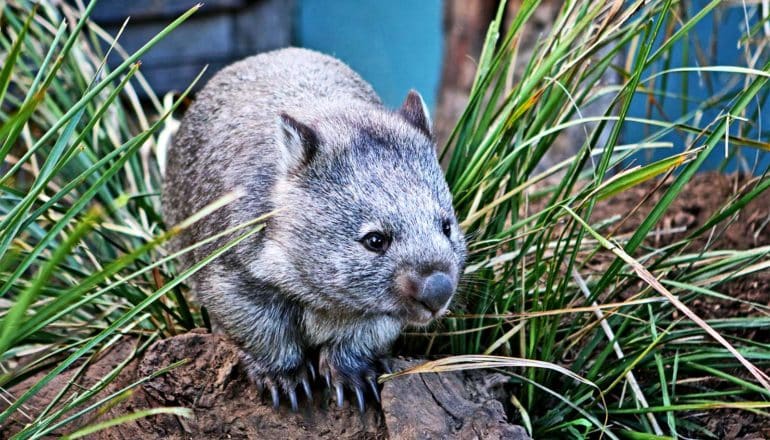 A wombat moves between grass