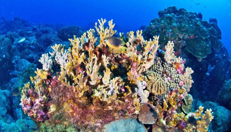 corals and fish in blue water