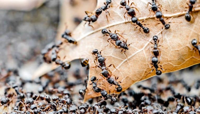teeming ants on the ground and a brown leaf