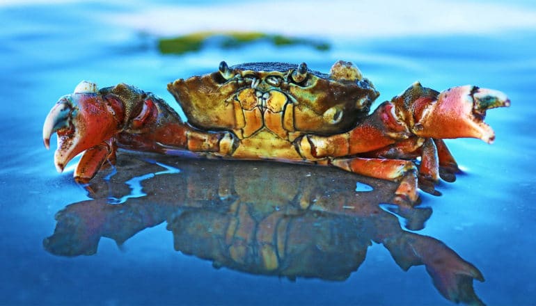 A red and orange crab sits in blue water reflecting its body as it holds its claws above the water's surface