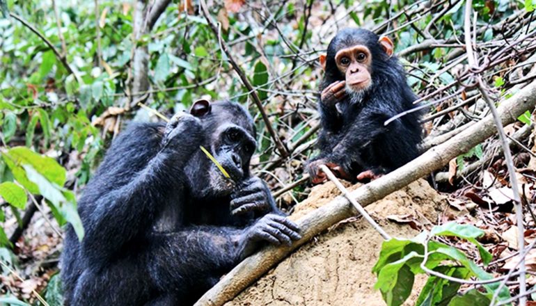 A chimpanzee mother eats termites off a twig-like tool while her offspring looks over at the camera