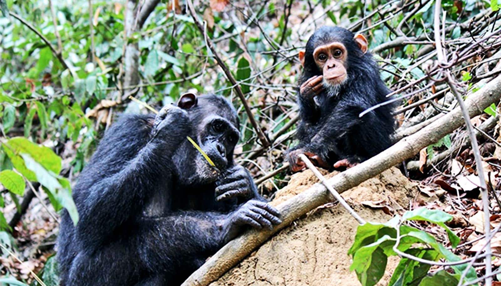 Chimps that use tools for complex tasks pass those skills on | WordDisk