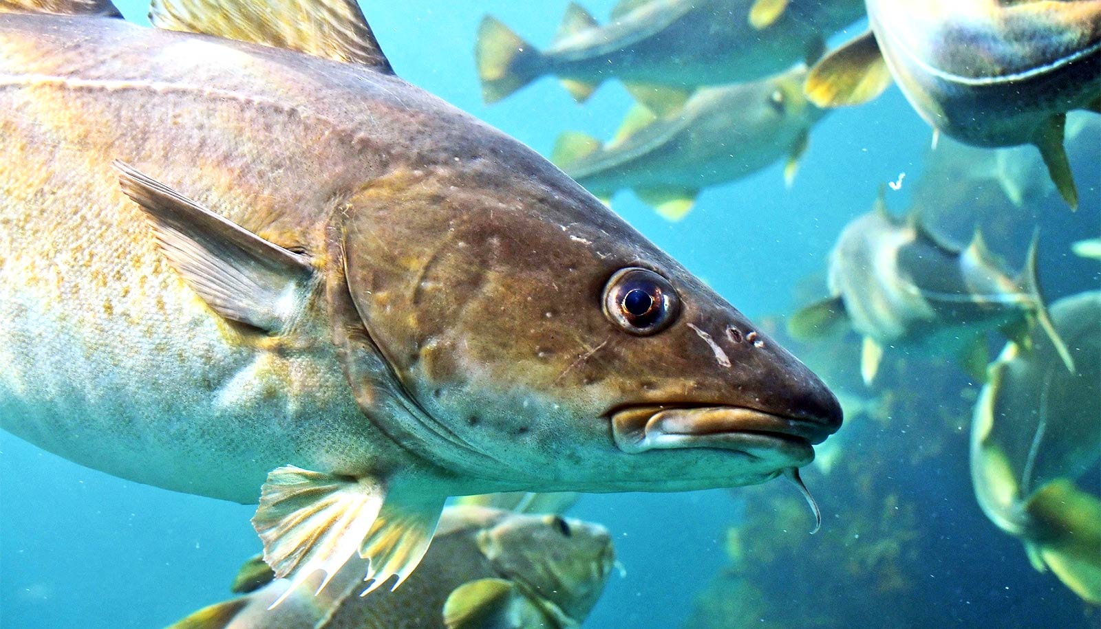 Climate Change Is Totally Reshaping Ocean Communities Futurity