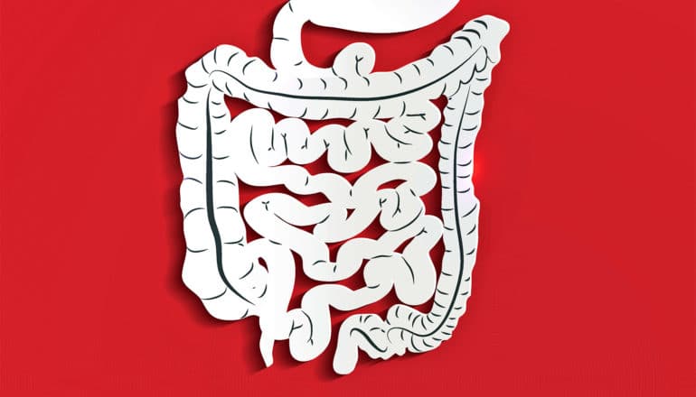 White paper cut out of intestines and stomach on a red background