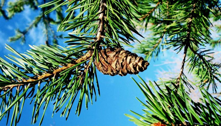 A pine cone sits on a conifer tree branch covered in needles against a bright blue sky