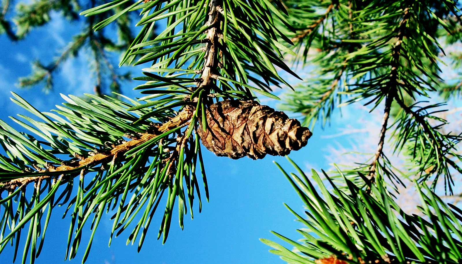 How deep roots may help conifers survive drought - Futurity: Research News