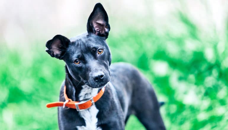 A black dog with an orange collar tilts its head and cocks its ears with grass in the background