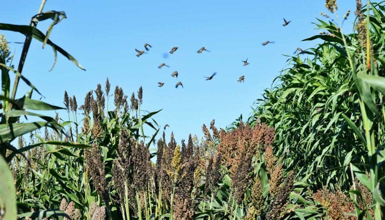 Sparrows fly above sorghum dark green plants in a bright blue sky