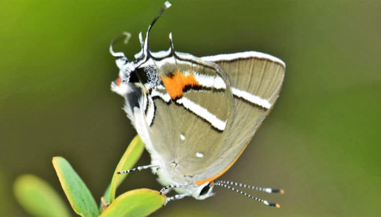 The Bartram's scrub hairstreak butterfly, which has gray-ish brown wings with an orange dot and a few white stripes, sits on a leaf, upside down