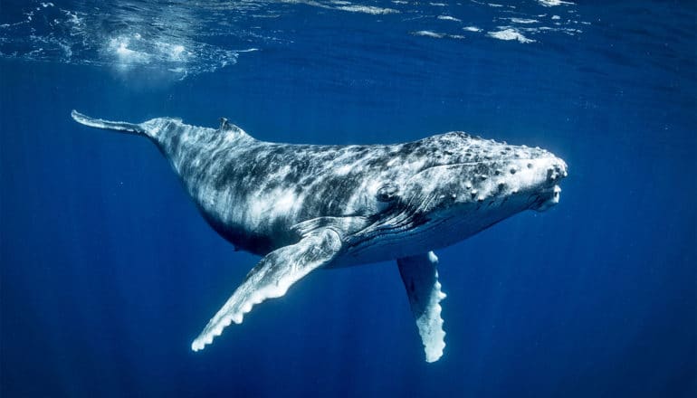 A humpback whale swims through deep blue water