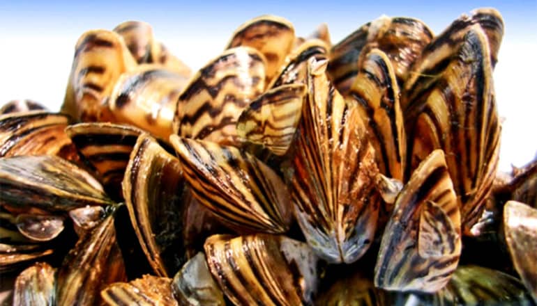 Bright orange and black zebra mussels clustered on a surface with a bright blue sky in the background behind them