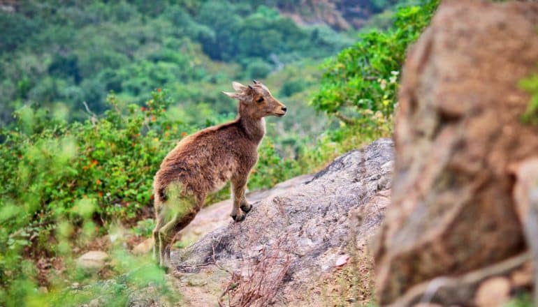 Nilgiri Tahr (deer-like mammal) on side of cliff