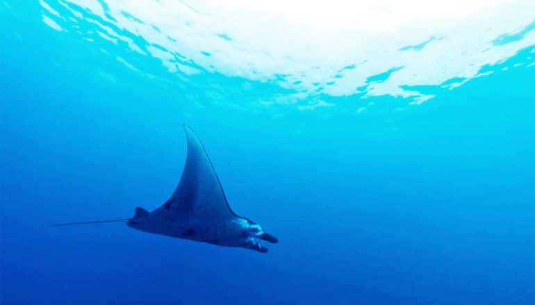 A manta ray swims near the surface of the ocean, with light coming down from above