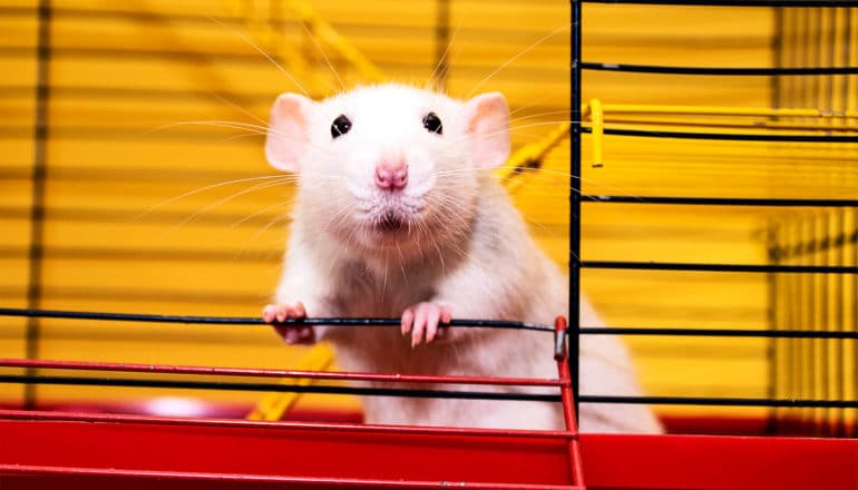 A white rat holds a bar in a cage with its door open as it looks at the camera