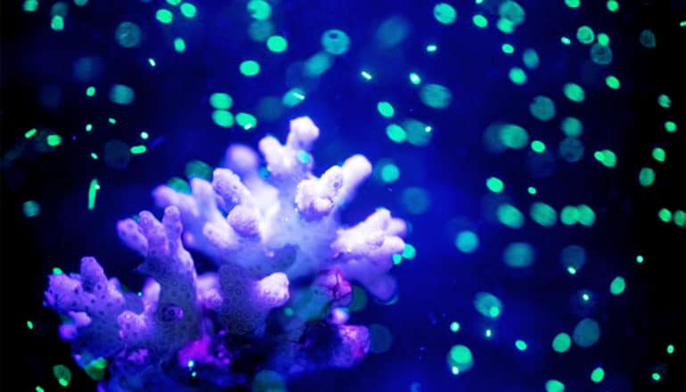 The coral looks purple under the black light with bright green particles floating nearby in dark blue water