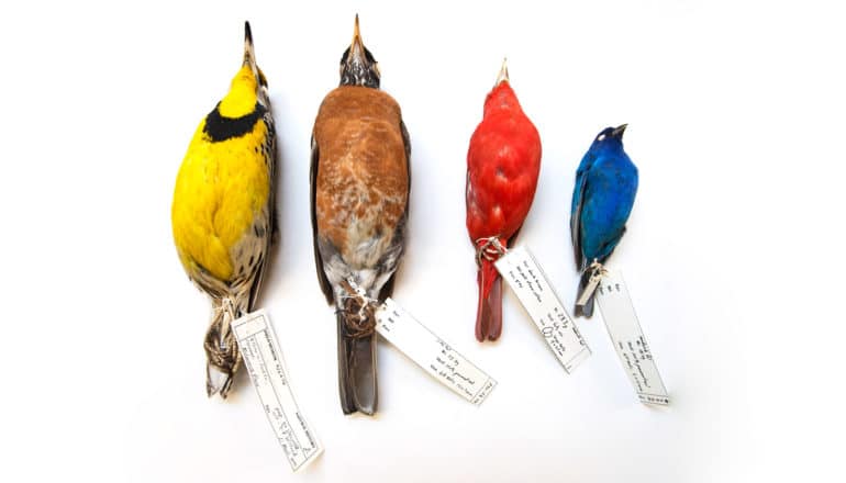 yellow, brown, red, and blue dead birds on their backs with ID tags on legs