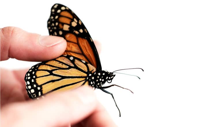 hand holds monarch butterfly