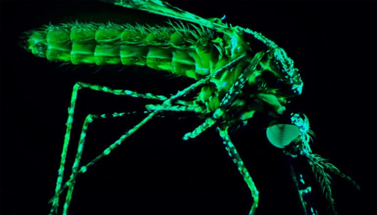 A mosquito appears bright green against a black background