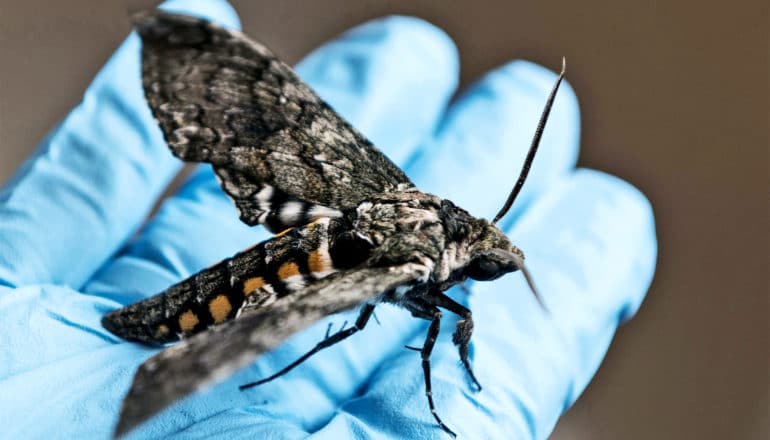 A researcher with a blue glove on holds a moth