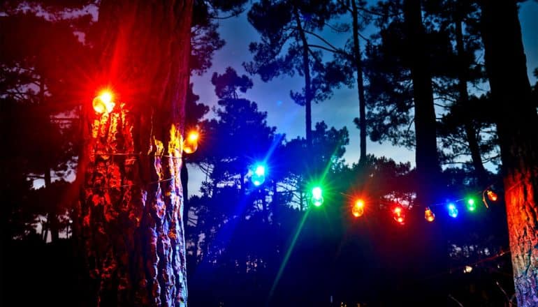 A string of colored lights hang between two trees in a forest at night