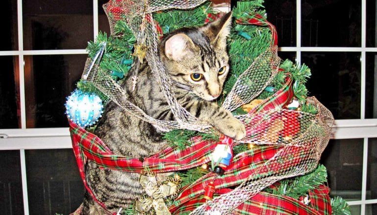 cat tangled in ribbons on christmas tree