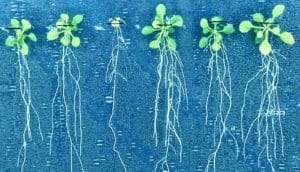 Six small green plants have long, complex root systems hanging down over a blue background
