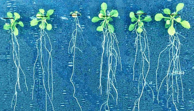 Six small green plants have long, complex root systems hanging down over a blue background