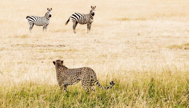 A cheetah looks over at two zebra across a grassy plain, as they look back at the cheetah