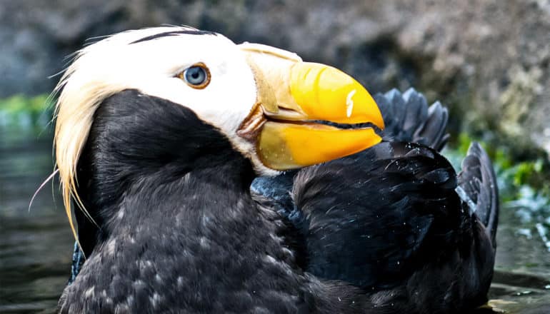 A puffin sits on the water and looks over its shoulder, it's beak bright orange