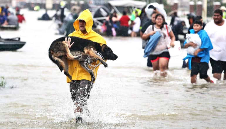 A man in a yellow rain coat carries his dog as he walks through knee-high water, with people walking through the water in the background