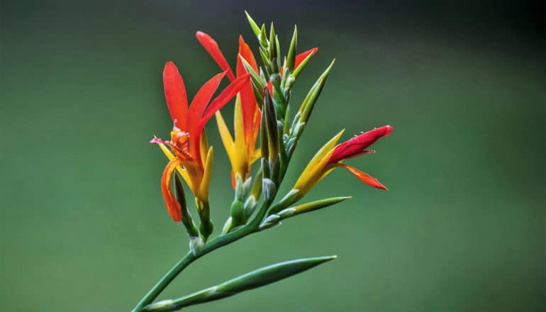 An odd looking red and yellow flower is blooming against a dark green background