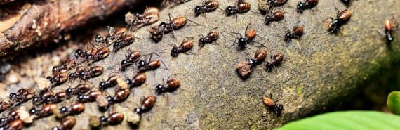 A large group of black and orange termites walks on a downed tree trunk