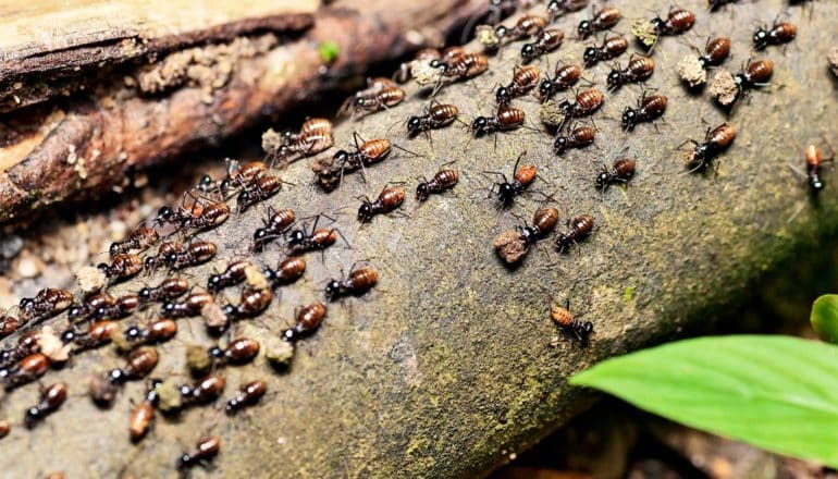 A large group of black and orange termites walks on a downed tree trunk