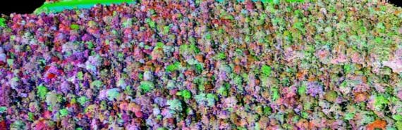 An aerial view of forest chemistry shows the trees in colors ranging from deep purple to bright green