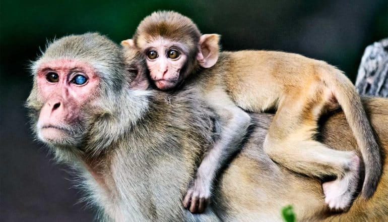 A rhesus macaque monkey with one cloudy eye carries its baby on its back with a dark background