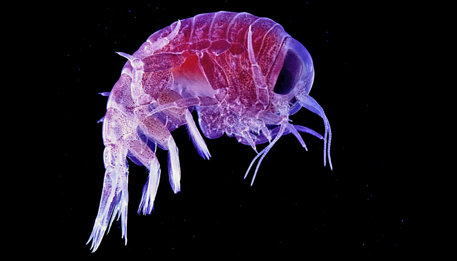 zooplankton Archives - Futurity zooplankton Archives - Futurity