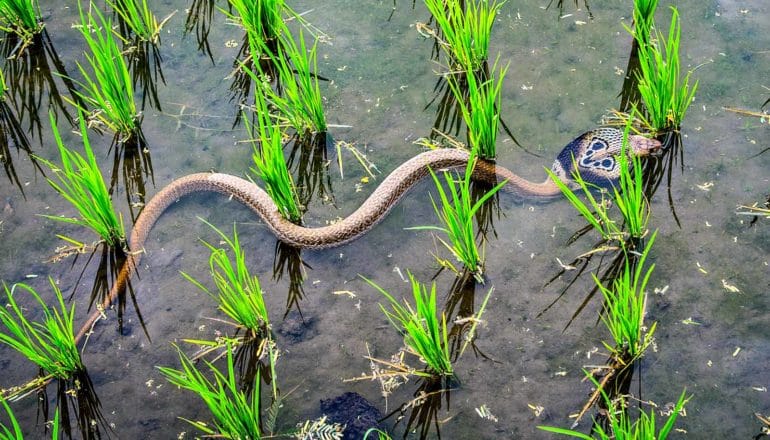 snakes swims among plants in water