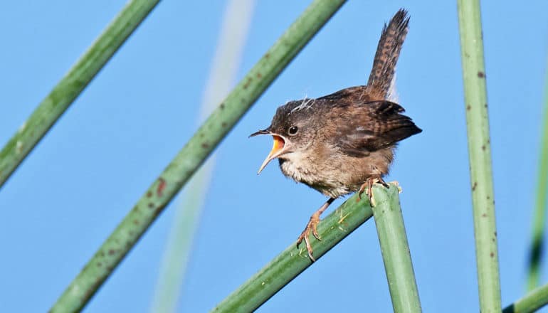A marsh wren sits on a bent, green branch while singing with its mouth open against a blue background