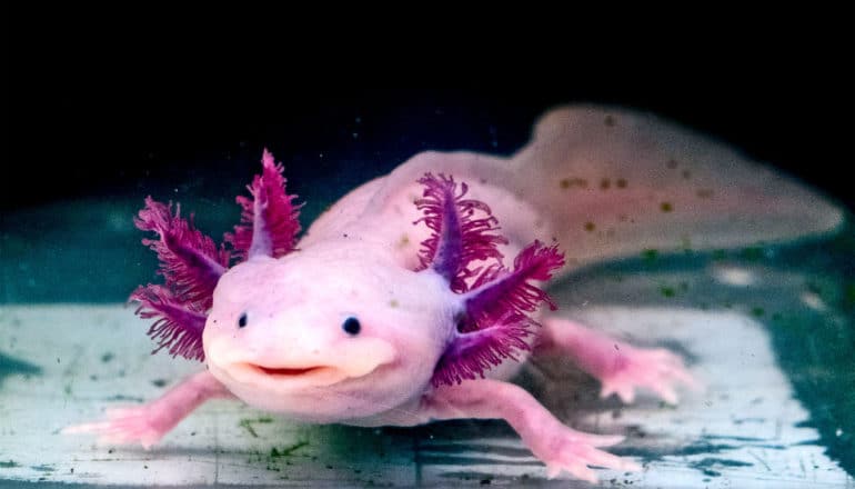 A pink and purple axolotl salamander
