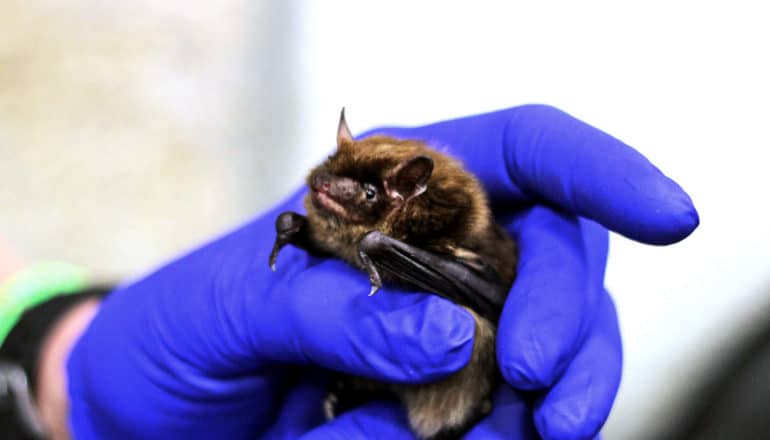 gloved hand holds bat