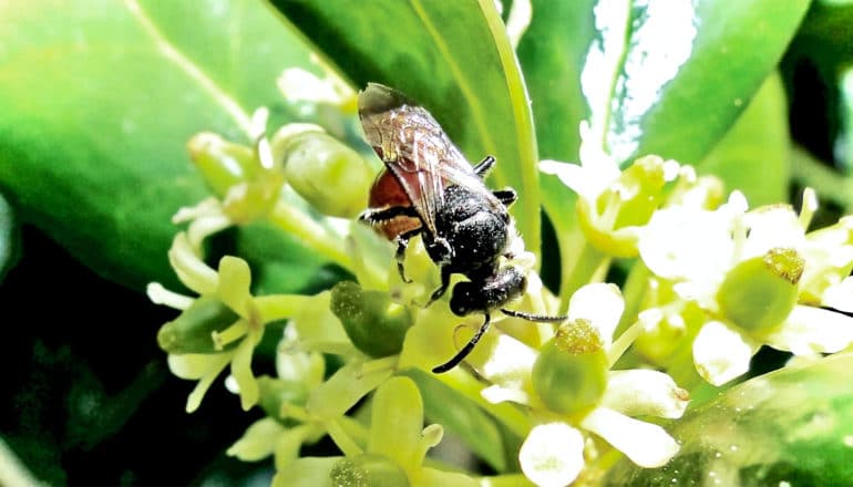 A bee sits on a white and green flower, with green leaves in the background