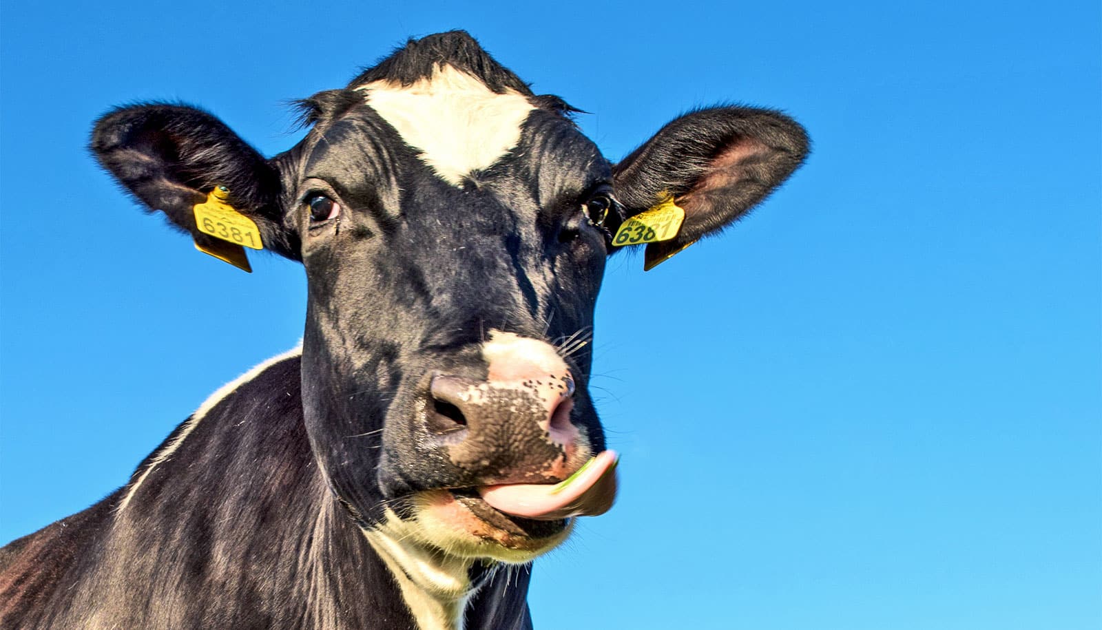 To breed better cattle, 'score' gene mutations? - Futurity To breed better cattle, 'score' gene mutations? - Futurity